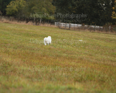 SCA2016_LURE COURSING-7429