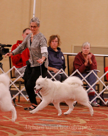 SCA2019 BEST OF-0651 BRED BY