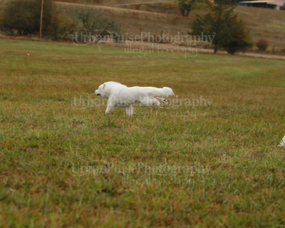 SCA2016_LURE COURSING-7509