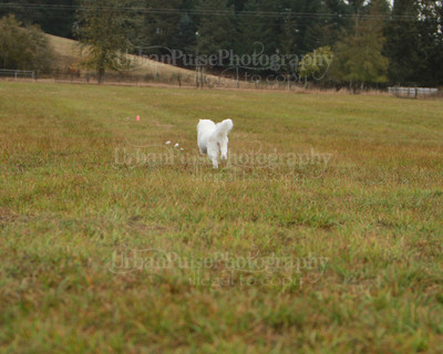 SCA2016_LURE COURSING-7486