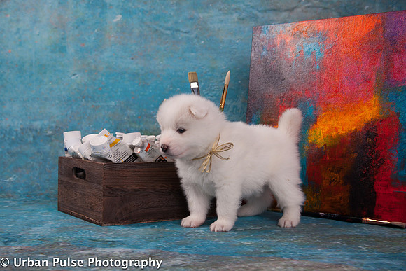 MaterxMayaPups4weeks-8485