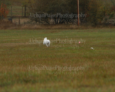 SCA2016_LURE COURSING-7614