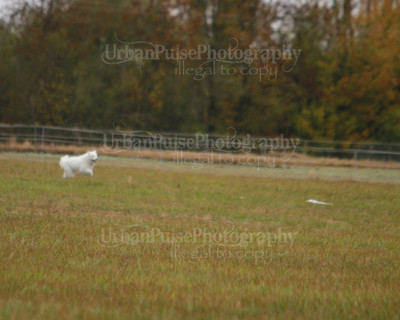 SCA2016_LURE COURSING-7495