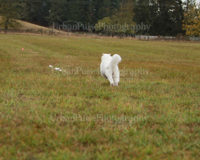 SCA2016_LURE COURSING-7483