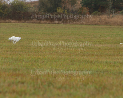 SCA2016_LURE COURSING-7693