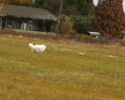 SCA2016_LURE COURSING-7266