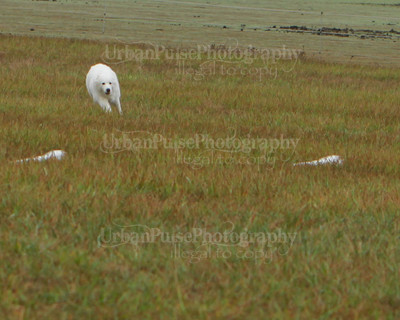 SCA2016_LURE COURSING-7665