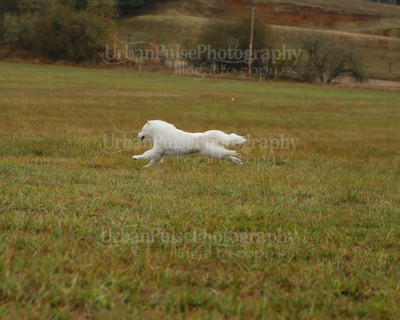 SCA2016_LURE COURSING-7510