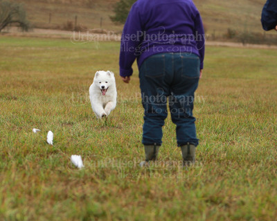SCA2016_LURE COURSING-7478