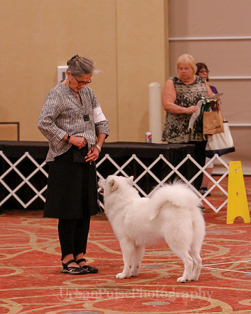 SCA2019 BEST OF-0682 BRED BY