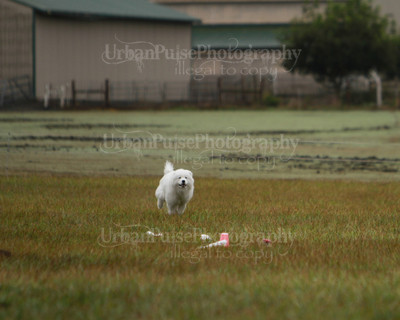 SCA2016_LURE COURSING-7502