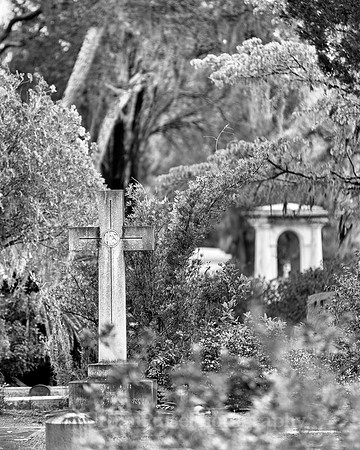 Savannah_9856