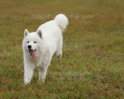 SCA2016_LURE COURSING-7416