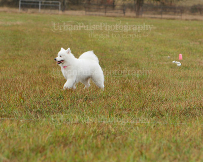 SCA2016_LURE COURSING-7751