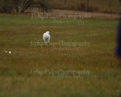 SCA2016_LURE COURSING-7536