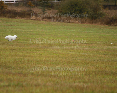 SCA2016_LURE COURSING-7465