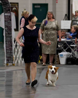 CWCCA MEGAN RED-SABLE D-2734