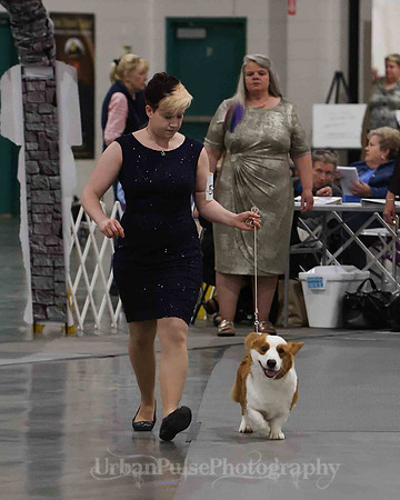 CWCCA MEGAN RED-SABLE D-2734