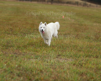 SCA2016_LURE COURSING-7411