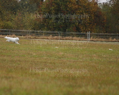 SCA2016_LURE COURSING-7492