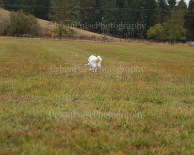 SCA2016_LURE COURSING-7487