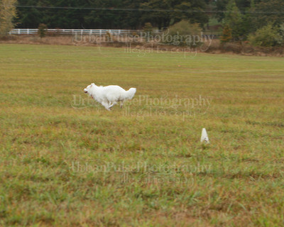 SCA2016_LURE COURSING-7811