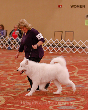SCA2019 BEST OF-0662 BRED BY