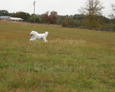 SCA2016_LURE COURSING-7453