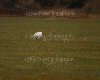 SCA2016_LURE COURSING-7516