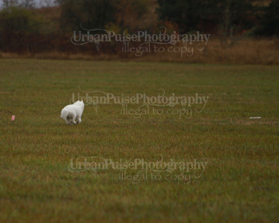 SCA2016_LURE COURSING-7515