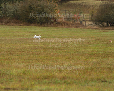 SCA2016_LURE COURSING-7396