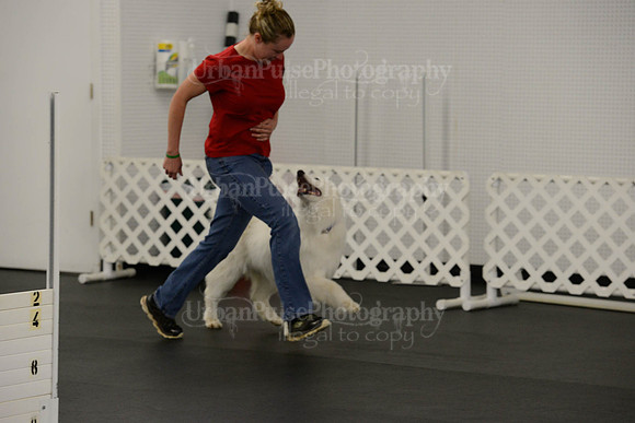 OBEDIENCE-RALLY-3853
