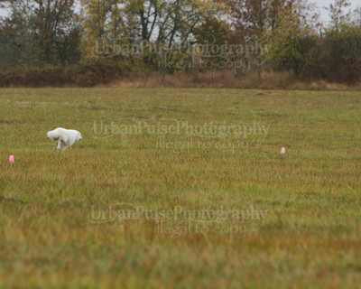 SCA2016_LURE COURSING-7689
