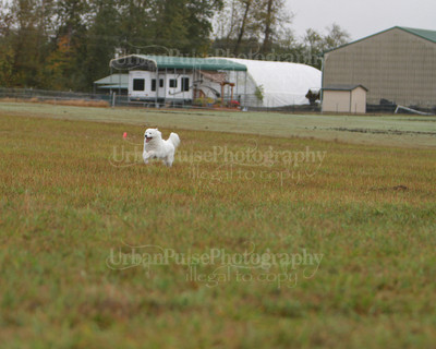 SCA2016_LURE COURSING-7447
