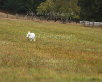 SCA2016_LURE COURSING-7427