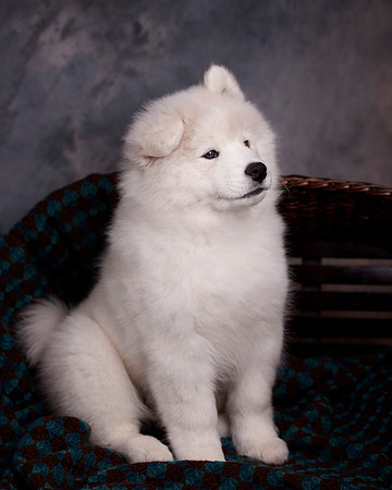 GreenBoy_10wks_16x20_0632