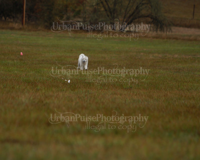 SCA2016_LURE COURSING-7527
