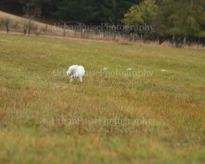 SCA2016_LURE COURSING-7426