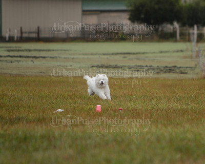 SCA2016_LURE COURSING-7503