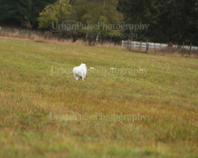 SCA2016_LURE COURSING-7428