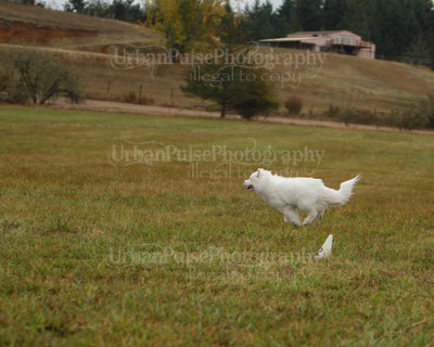 SCA2016_LURE COURSING-7508
