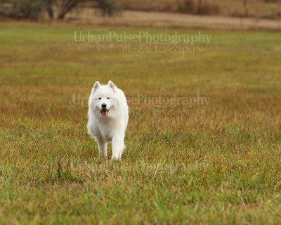 SCA2016_LURE COURSING-7358