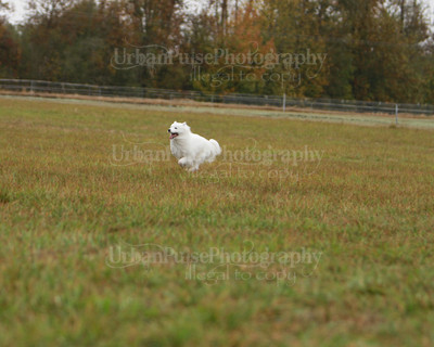 SCA2016_LURE COURSING-7451