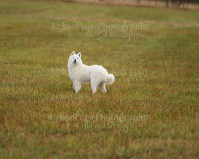 SCA2016_LURE COURSING-7406