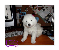 AgateAkii_PurpleBoy_3weeks