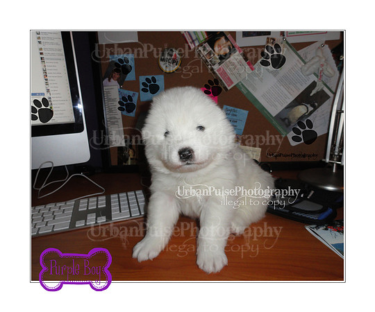 AgateAkii_PurpleBoy_3weeks