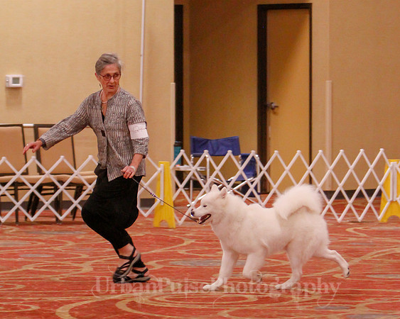 SCA2019 BEST OF-0688 BRED BY