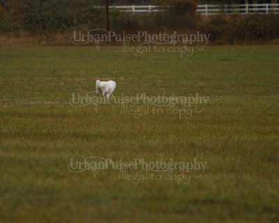 SCA2016_LURE COURSING-7519