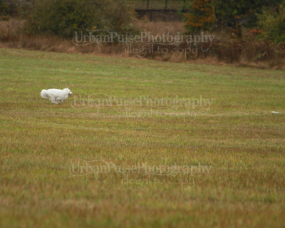 SCA2016_LURE COURSING-7467