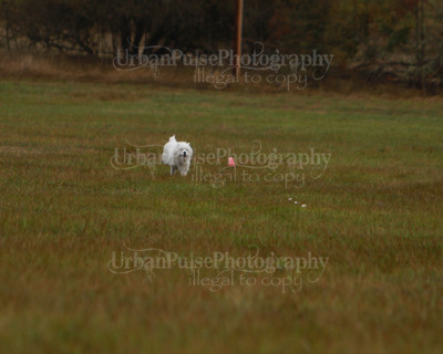 SCA2016_LURE COURSING-7521